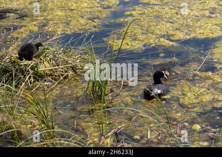 Arosa, Schweiz, 15. August 2021 Baby-Ruß und ihre Mutter schwimmen im See Stockfoto