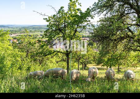 europa,deutschland,baden-württemberg,schönbuch Region,herrenberg,Schafherde auf einer steilen Wiese am schönbuchtrauf Stockfoto