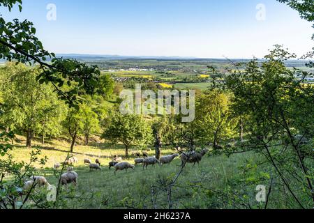 europa,deutschland,baden-württemberg,schönbuch Region,herrenberg,Blick über eine Schafweide zum ammertal und der schwäbischen alb im Hintergrund Stockfoto