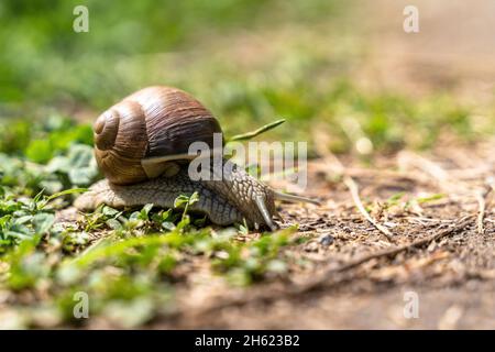 europa,deutschland,baden-württemberg,schönbuch Region,waldenbuch,römische Schnecke auf einem Waldweg im Schaichtal Stockfoto