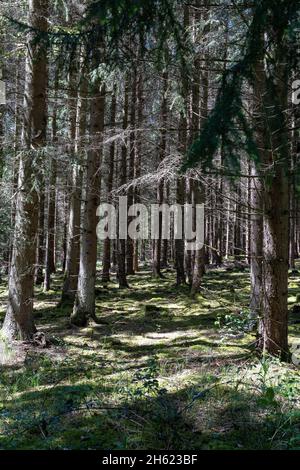 europa,deutschland,baden-württemberg,schönbuch Region,waldenbuch,dichter Wald am Premium-Wanderweg herzog-jäger-Weg Stockfoto
