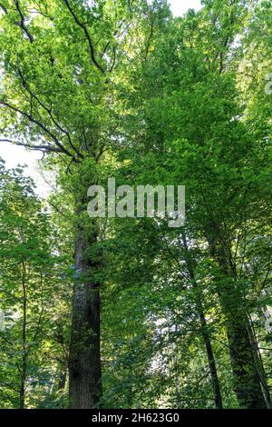 europa,deutschland,baden-württemberg,tübinger Kreis,nehren,Blick in die Baumkronen am großen Eichenrastplatz Stockfoto