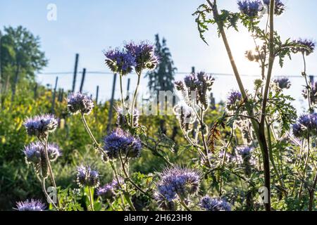 europa,deutschland,baden-württemberg,Schönbuch Region,breitenholz,Tansy Haselie im Hintergrund Stockfoto