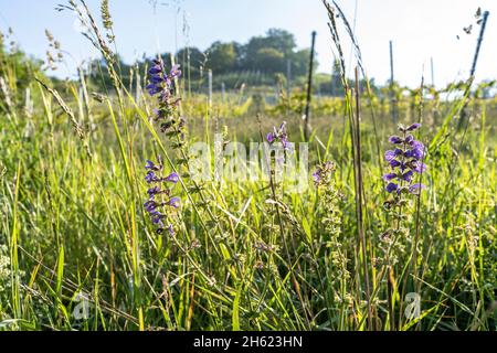 europa,deutschland,baden-württemberg,Schönbuch Region,breitenholz,Wiesenweihe im Morgenlicht Stockfoto