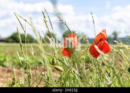 europa,deutschland,baden-württemberg,schönbuch Region,waldenbuch,Mohnblumen am Wegesrand vor einem Ackerfeld Stockfoto