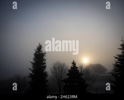 Tannenbäume am Morgen Nebel im Hintergrund Stockfoto