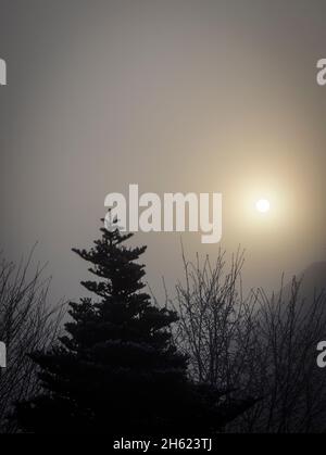 Tannenspitzen im Hintergrund im Morgennebel Stockfoto