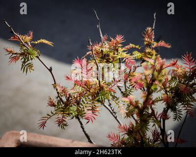 sibirischer Federspeer sorbifolia sem Stockfoto