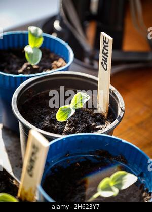 Gurke in einem Kindertopf mit Cotyledon Stockfoto