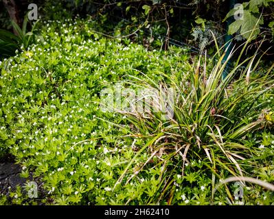 waldmeister mit Blumen im Mai Stockfoto