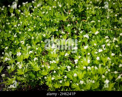 waldmeister mit Blumen im Mai Stockfoto