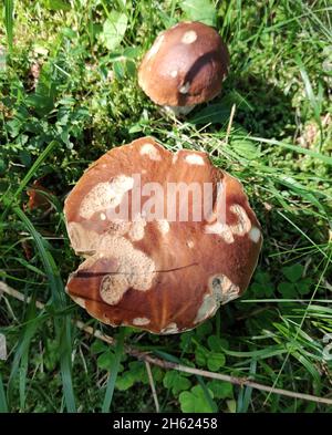 Zwei Steinpilze mit typischen Spuren von Schneckenschäden Stockfoto