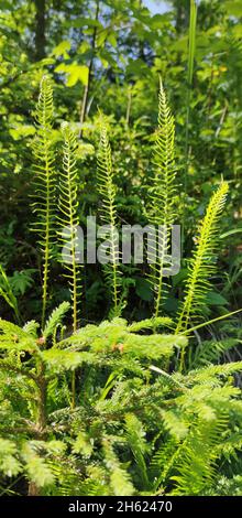 Junge Triebe des Rippenfarns im Bergwald Stockfoto