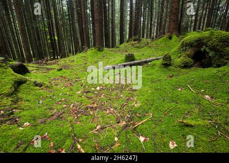 Waldboden bedeckt mit einem Moosteppich in der Region seefeld / tirol Stockfoto