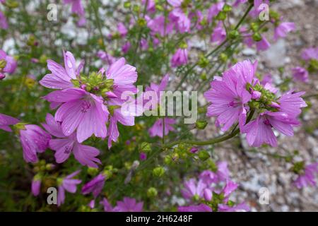 Die Moschusmalve (malva moschata) ist eine Pflanzenart in der Unterfamilie der Malvoideae innerhalb der Malvenfamilie (malvaceae) und wird auch abelmoschus oder indische Hibiskusmalve genannt. Stockfoto