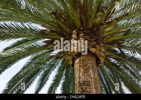 Spitze des Palmenstammes und grüne Äste an sonnigen Tagen Stockfoto