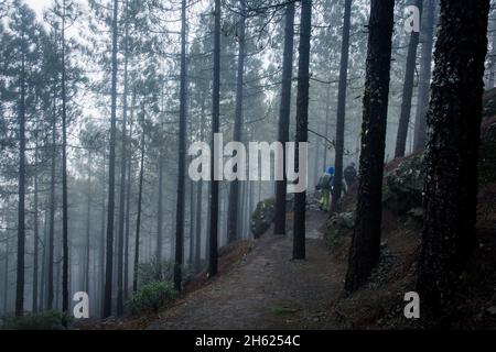 Familie von Wanderern, die an kalten Regentagen im Wald mit dichtem Dunst den Weg hinunter gehen. Rucksacktouristen Gruppe Trekking entlang hohen dünnen Bäumen Pfad Stockfoto