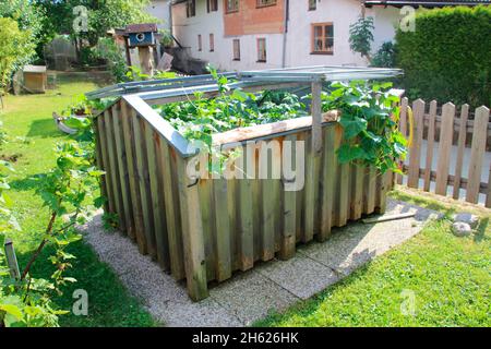 Hochbeet mit Gurken und Kartoffelpflanzen in einem Garten,europa,deutschland,bayern,oberbayern,mittenwald, Stockfoto