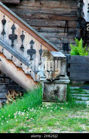 Katze,Kater auf der Alm,lafatscher hochleger,Treppen,Balkon,Geländer,stimmungsvoll, Stockfoto