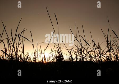 Gras, Wiese, Sonnenuntergang, Rücklicht, Rücklicht, Dämmerung, in der Nähe von rosenheim, chiemgau, oberbayern, bayern, deutschland Stockfoto