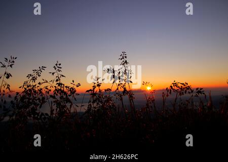 Gräser im Hintergrund bei einer Wanderung zum Gipfel der kampenwand (1669 m) im chiemgau, chiemgauer alpen, bei aschau, oberbayern, bayern, süddeutschland, deutschland Stockfoto