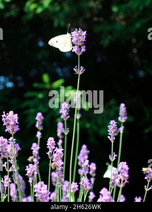 Schmetterling kleiner Kohl weiß (pieris rapae) saugt Nektar aus Lavendelblüten,lavandula angustifolia,deutschland,bayern,oberbayern,mittenwald,alpenwelt karwendel Stockfoto