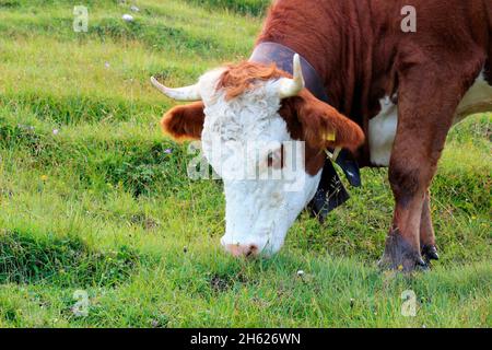 Wanderung zur krüner alm (1621 m). Estergebirge,Kuh,Kühe,Rasse simmentaler Rinder,Sonnenuntergang,europa,deutschland,bayern,oberbayern,werdenfelser Land,alpenwelt karwendel,isartal,krün Stockfoto