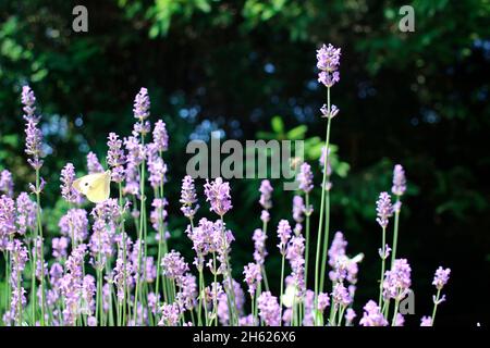 Schmetterling kleiner Kohl weiß (pieris rapae) saugt Nektar aus Lavendelblüten,lavandula angustifolia,deutschland,bayern,oberbayern,mittenwald,alpenwelt karwendel Stockfoto