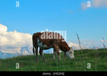Wanderung zur krüner alm (1621 m),Kuh,Rasse,fleckvieh,Sonnenuntergang,karwendel,karwendelgebirge,europa,deutschland,bayern,oberbayern,werdenfelser Land,alpenwelt karwendel,isartal,krün Stockfoto