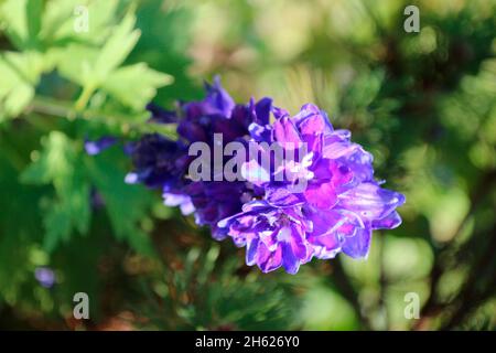 delphinium Hybrid Delphinium Stockfoto