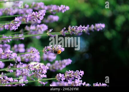 Bienen saugen Nektar aus Lavendelblüten, lavandula angustifolia, deutschland, bayern, oberbayern, mittenwald, alpenwelt karwendel Stockfoto