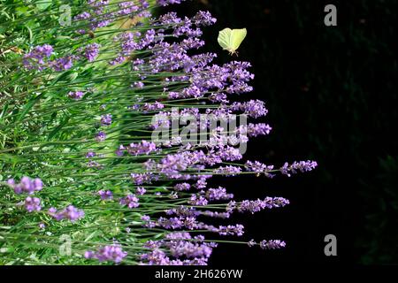 Schmetterling kleiner Kohl weiß (pieris rapae) saugt Nektar aus Lavendelblüten,lavandula angustifolia,deutschland,bayern,oberbayern,mittenwald,alpenwelt karwendel Stockfoto