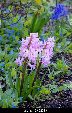 Die Hyazinthe (hyacinthus) in rosa Stockfoto