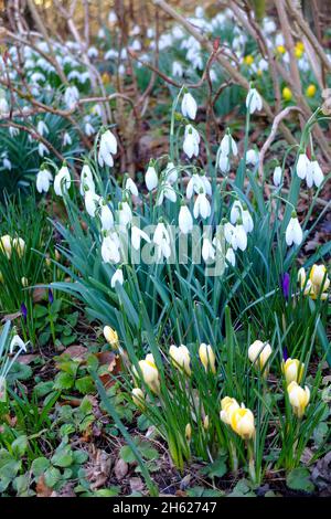 Schneeglöckchen (galanthus nivalis) und Krokusse (Krokus) im Bett Stockfoto