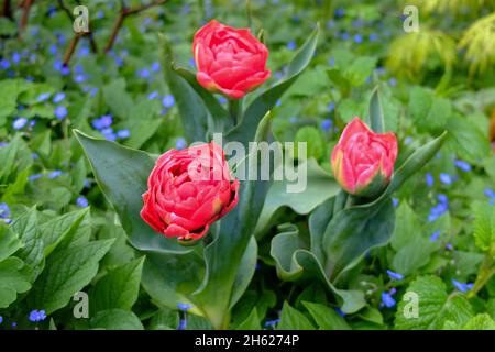 Doppelblütige Tulpe 'pamplona' (tulipa) mit Gedenkemein (omphenodes verna) im Bett Stockfoto