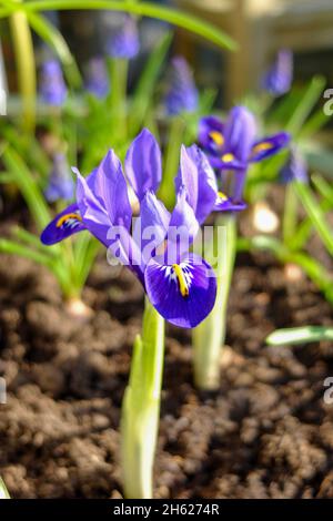 Zwerg Iris (Iris reticulata 'Harmony') Stockfoto