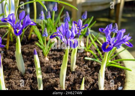 Zwergiris (Iris reticulata 'Harmony') in einem Topf Stockfoto