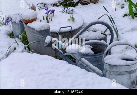 Schneebedeckte Gießkannen, Zinkwanne mit Zwergiris (Iris reticulata „Harmony“) Stockfoto