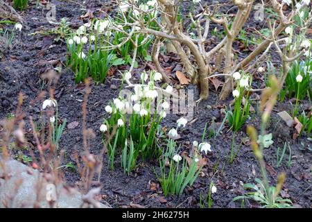 Der märzbecher (Frühlingsknotenblume, leucojum vernum) im Blumenbeet Stockfoto