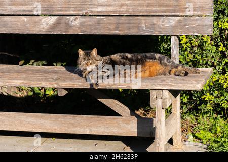 Schaan, Liechtenstein, 14. Oktober 2021 die schöne Katze sonnen sich auf einer Bank Stockfoto