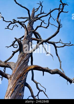 europa, schweden, dalarna, Fulufjäll-Nationalpark, Totholz im Fell-Wald Stockfoto