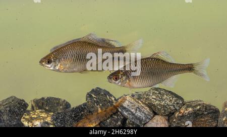 Europäischer Bitterling (Rhodäus amarus) wilder Fisch, der unter Wasser in natürlicher Umgebung auf beschaulichem Hintergrund schwimmt. Niederlande, Stockfoto