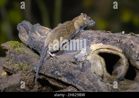 Braune Ratte (Rattus norvegicus) auf einem Stamm bei Nacht in natürlicher Umgebung, Niederlande Stockfoto