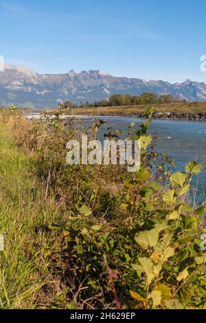 Sevelen, Schweiz, 11. Oktober 2021 am frühen Morgen im Herbst am rhein Stockfoto