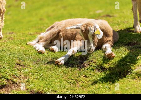 Nahaufnahme einer jungen Bergziege, die auf dem grünen Gras in den italienischen Alpen, Trentino-Südtirol, Italien, Europa ruht. Stockfoto