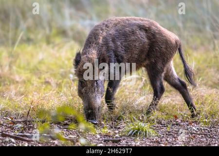 Wildschweine (Sus scrofa), die in der Dämmerung auf dem Grasfeld fressen. Junge weibliche Eber im Nationalpark Hoge Veluwe, Gelderland, Niederlande. Wildtierszene Stockfoto