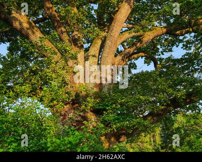 Im bernrieder Park, bernried am starnberger See Stockfoto
