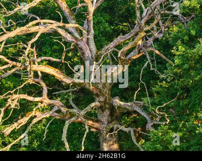 Im bernrieder Park, bernried am starnberger See Stockfoto