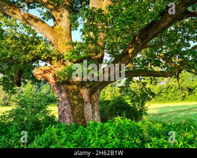 Im bernrieder Park, bernried am starnberger See Stockfoto