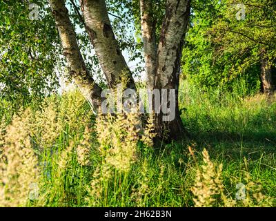 Im bernrieder Park, bernried am starnberger See Stockfoto
